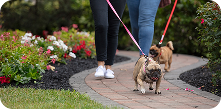 FRV-walking-dogs-Inset-700x348